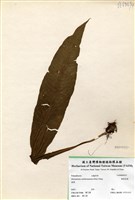 藏品(膜葉星蕨)的圖片